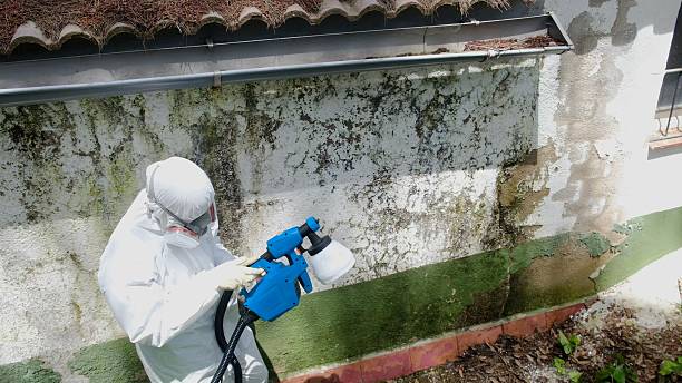 Top rated local Mold Remediation specialists in Three Springs, PA